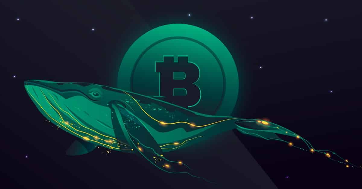 Read more about the article Bitcoin Whales do the Bottom Fishing During Recent Price Correction