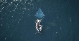 Read more about the article The Small Cap Altcoins That Ethereum Whales Are Bullish On