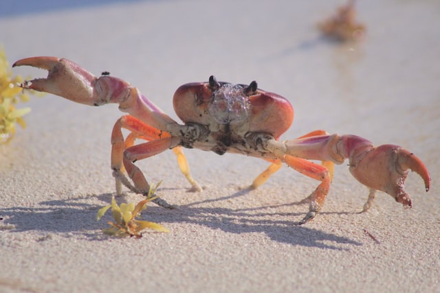 Read more about the article Into Crab Mode, Bitcoin Bullish Potential Capped For The Coming Months?