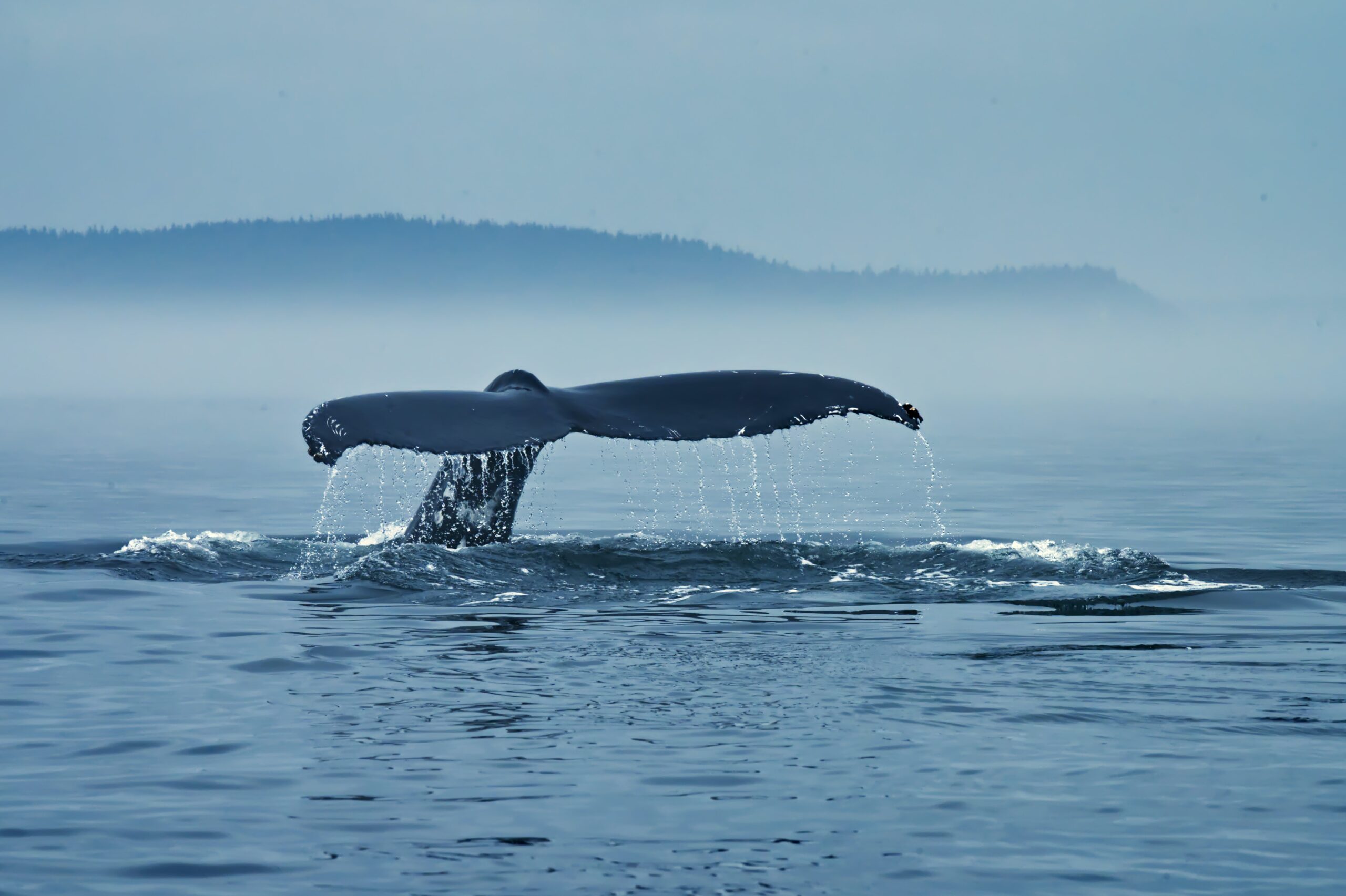 You are currently viewing Exchange Whale Ratio Is Trending Up