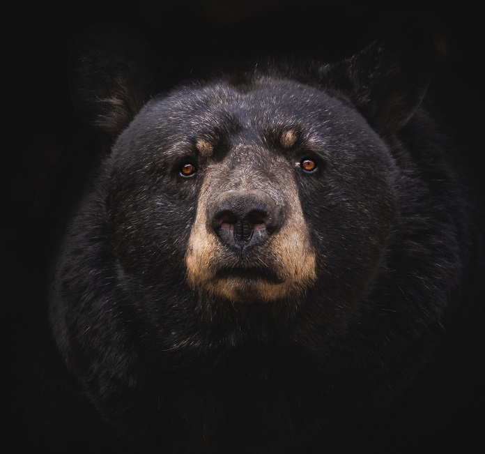 Read more about the article Summary Of The Contagion Event That Brought On The Bear Market