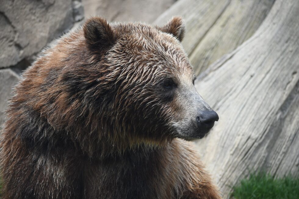 You are currently viewing Bitcoin Bearish Signal: Leverage Ratio Spikes Up