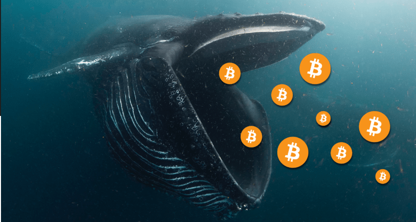 You are currently viewing Bitcoin Whales Buy $3.12 Billion In BTC In Last 24 Hours As Crypto Braced For Fed Hike