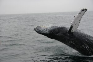 Read more about the article Bitcoin Whales Who Accumulated At $18k Have Continued To Hold Strong