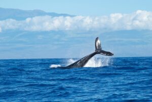 Read more about the article Whales Add $1B More To Their Holdings