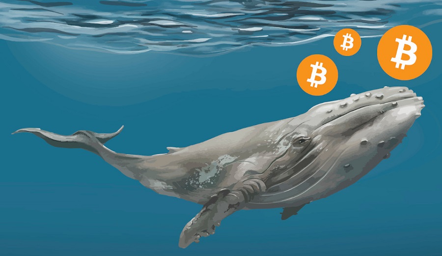 Read more about the article Bitcoin Whales Worth $3.8 Billion Emerge As Price Aims for $21k