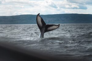 Read more about the article Whales With 1k-10k BTC Have Been Accumulating