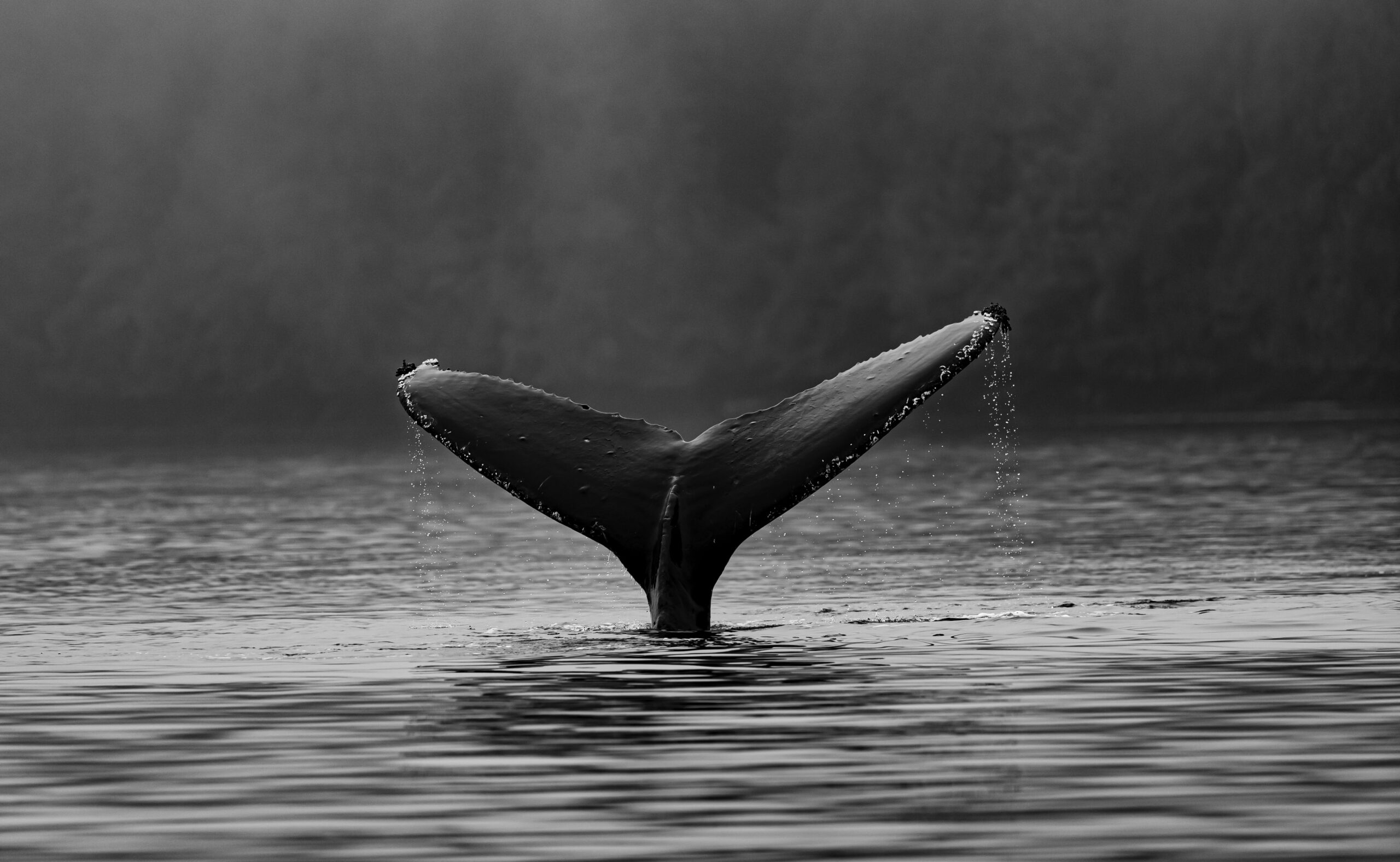 Read more about the article Bitcoin Slips Below $16k As Older Whales Show Signs Of Dumping