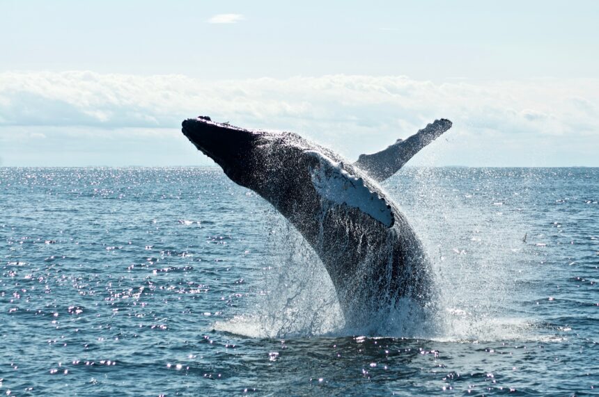 You are currently viewing Whales Go On $1.4B Buying Spree