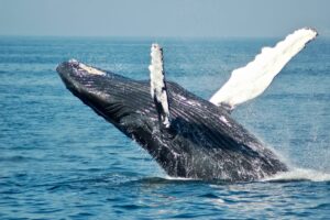 Read more about the article Large Whales Accumulated 37.1k BTC Recently