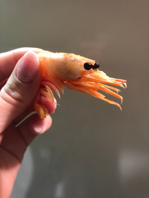 Read more about the article Bitcoin “shrimp” addresses hit 43.2 million