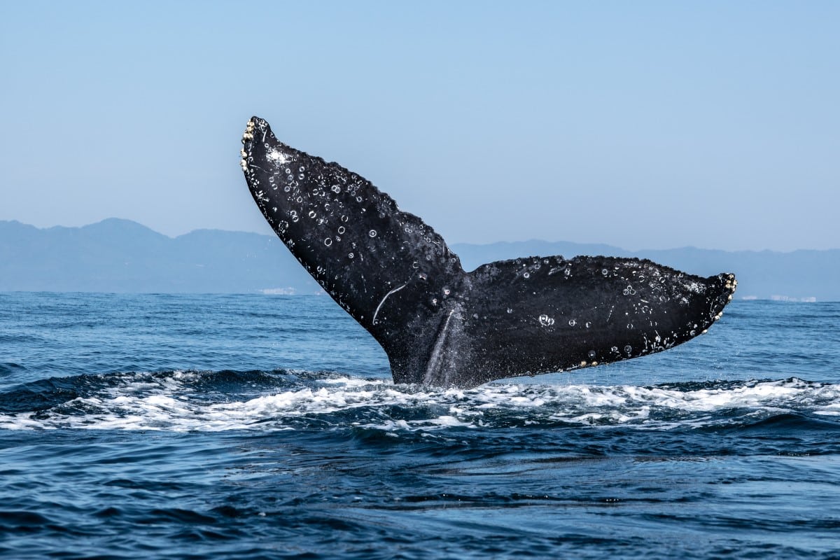 Read more about the article Gaming Token GALA Attracts Massive Whale Purchases