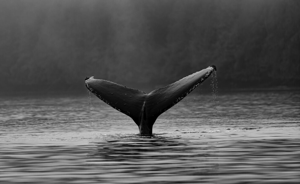 Read more about the article Bitcoin Breaks $30,000 As Whales Show Outflow Activity