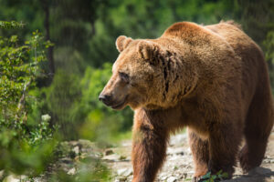 Read more about the article No, Bitcoin has never seen a bear market before: Be careful