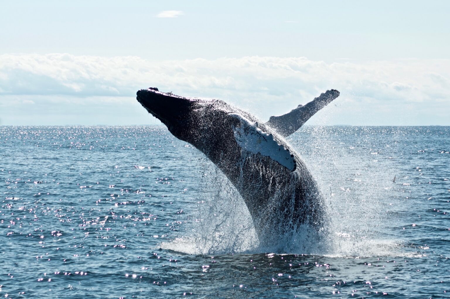 Read more about the article Arbitrum (ARB) Rises 20% In A Single Week Amidst Massive Whale Activity