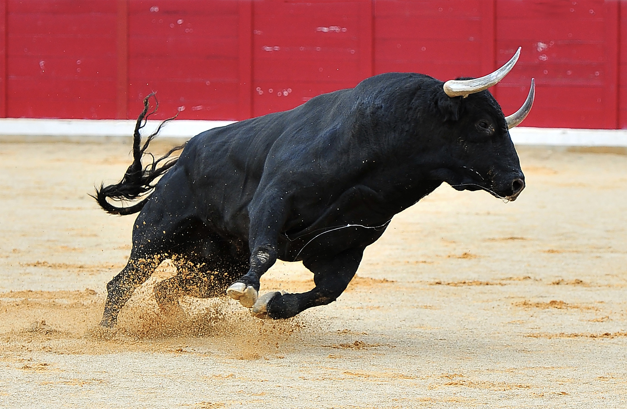 Read more about the article What’s Next For Bitcoin? Bulls Aren’t Running Out Of Steam Yet