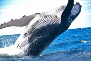 Read more about the article Whales Move $30 Million Worth Of XRP To Exchanges